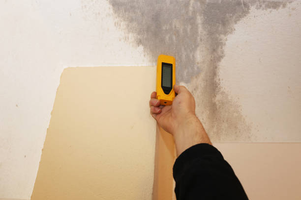 Best Basement Mold Removal  in Zephyrhills West, FL
