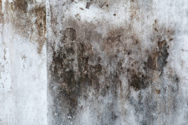 Environmental Consulting for Mold Prevention in Zephyrhills West, FL