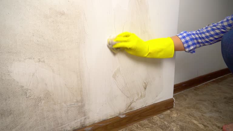 Best Flood Damage  in Zephyrhills West, FL