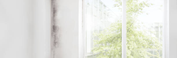 Best Post-Construction Mold Inspection  in Zephyrhills West, FL