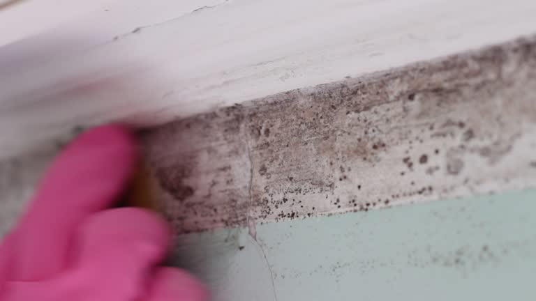 Best Post-Remediation Verification Testing  in Zephyrhills West, FL